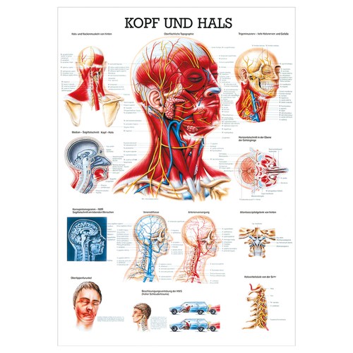 Kopf und hals lehrtafel - kopf,