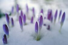 lila Crocusse  schnellwüchsige Pflanzen im für den Garten Set Sortiment