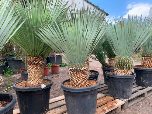 Xxl yucca rostrata dicker - xxl,