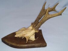 Rehgeweih Reh Bock Gehörn