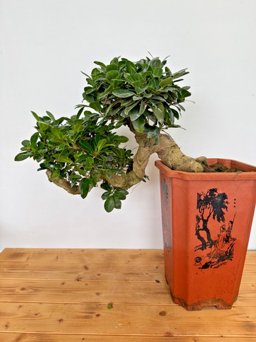 Bonsai ficus microcarpa - microcarpa, nr