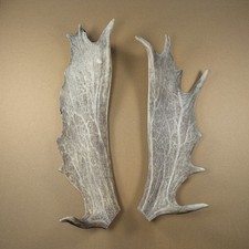 1 Pärchen Damhirsch Geweih - Damwild Krone Deko - Hirsch Schaufelgeweih Paar