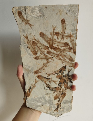 Gruppen fischfossil platte - gruppen,