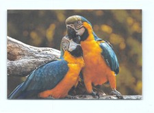 1 AK Gelbbrustara Ara Papagei