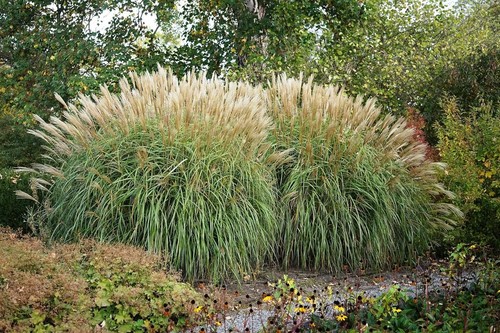 Miscanthus sinensis - 3, x