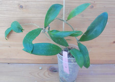 ?Hoya amoena?kräftige schöne aktive Pflanze - Porzellanblume