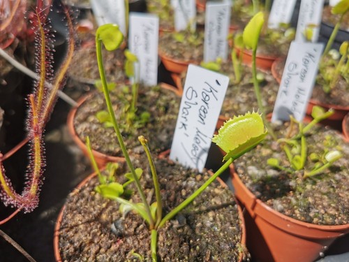 Dionaea muscipula korean - muscipula, 'korean