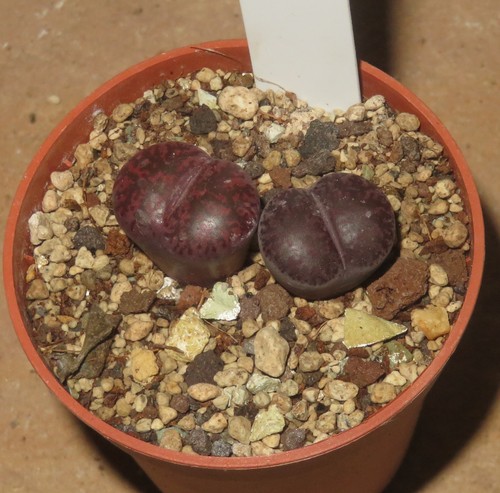 Lithops lesliei fred s - 2x, cv