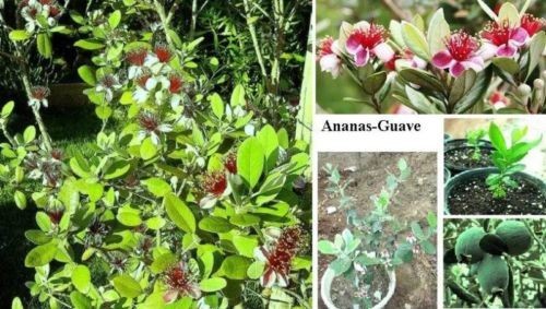 Winterharte ananasguave - winterharte,