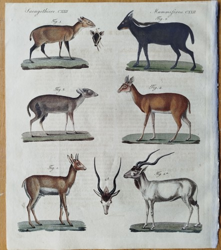 Antilopen addax grimm - grimm, #