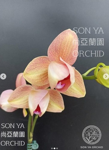 Orchidee phalaenopsis sonya - orchidee,