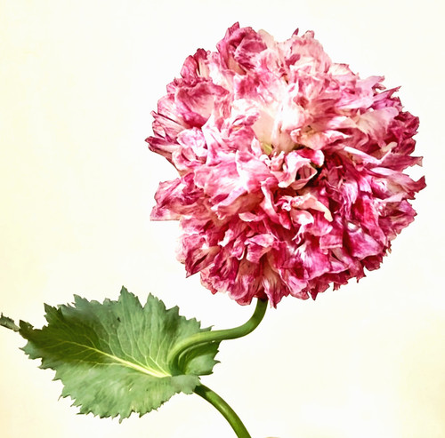 Schlafmohn samen - schlafmohn,