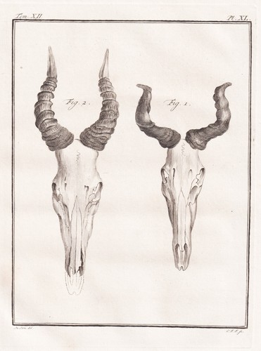 Lichtenstein antilope antelope - lichtenstein-antilope,