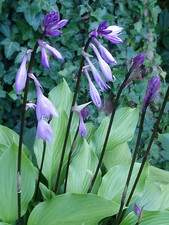 Hosta funkie purple glory - purple, "