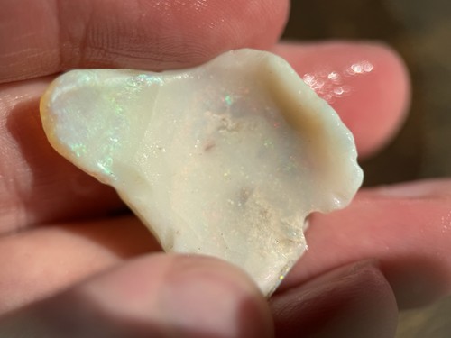 Coober pedy fossile - pedy,