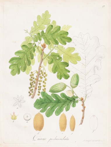 Quercus pedunculata eichenbaum - quercus,