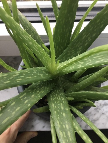 Aloe vera sweet pflanze 3 - aloe,