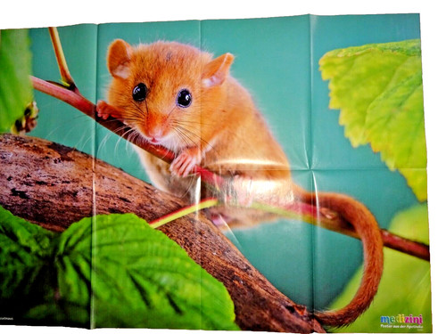 84x59 poster haselmaus maus - ,