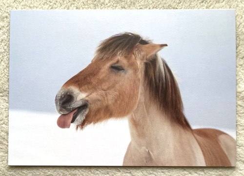 Postkarte pferd pony - 1,