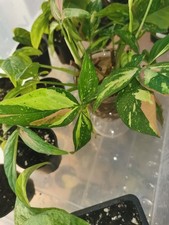 Syngonium Red Spot Tricolor Ableger