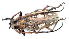 Cerambycidae, Batocera rubus