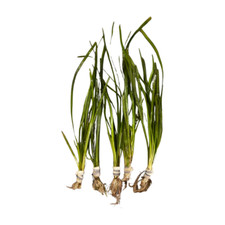 Vallisneria americana 'Natans'