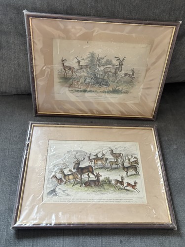 Vintage gerahmte hirsch - gerahmte, &