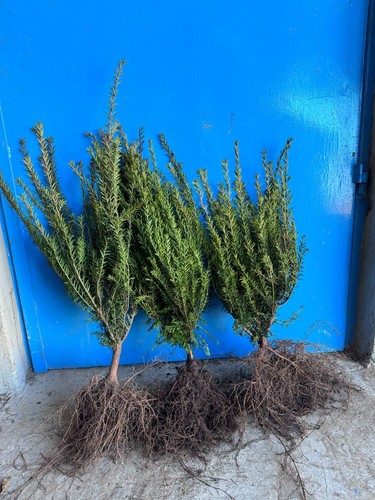 Eibe taxus baccata - baccata, 50–80
