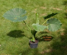Alocasia macrorrhiza, Riesen-Elefantenohr, Kübelpflanze, 1 getopfte PFLANZE 60cm