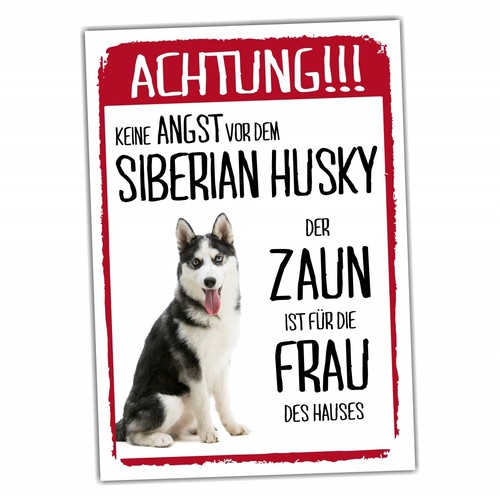 Siberian husky dog - husky,