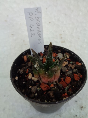 Ariocarpus bravoanus pp422 - ariocarpus,