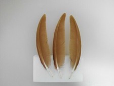 4 rotbraune Pfauenfedern  16 cm lang, Basteln , Floristik