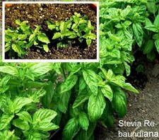 Stevia Süßkraut Pflanze für