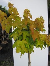 Hochstamm Spitzahorn Princeton Gold - Ahorn platanoides - Stamm 125cm + Krone