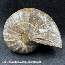 Fossiler nautilus ammonit - nautilus,