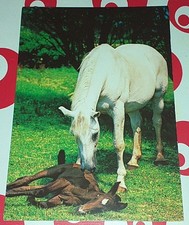 Alte Stute Fohlen Pferd Horse Foal Postkarte Postcard Ak Pferdepostkarte teNeues
