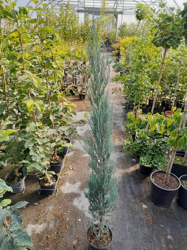Juniperus blue arrow - blue,