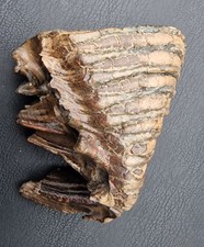 Mammut-Backenzahn Mit Wurzel