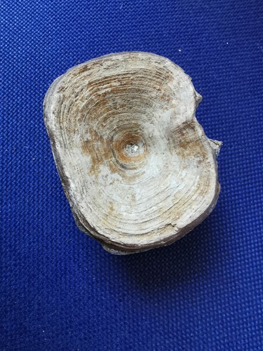 Fossiler rückenwirbel - fossiler,
