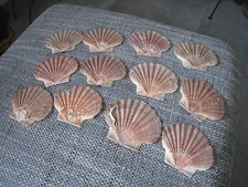 12 Deckel Jakobsmuschel Venusmuschel Pilgermuschel Deko Aquarium Basteln 10 cm D