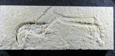 Solnhofen, Fossil, Langarmkrebs Mecochirus ca. 15 cm