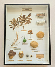 Alter Schaukasten "Die Kartoffel" Lehrmittel Lehrmodell Bauer Schule 50er Jahre.