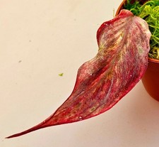 Sehr schöne Philodendron