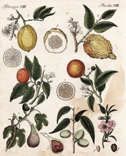 Mandel Zitrone lemon almond Feige fig Orange Cedrat citron Kupferstich Bertuch