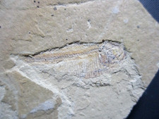 versteinerter Fisch ca. 40 mm aus dem Plattenkalk von Solnhofen nicht Leptolepis