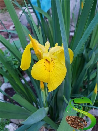 20x gelbe iris garten - iris,