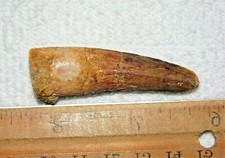 2 INCH LONG SPINOSAURUS TOOTH