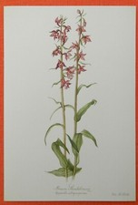 Braune Stendelwurz  Epipactis