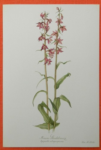 Braune stendelwurz epipactis - stendelwurz,