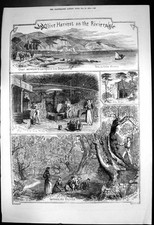 Alte Olivenernte Riviera Küste Villa Franca Bordechera Ölmühle 1874 viktorianisch